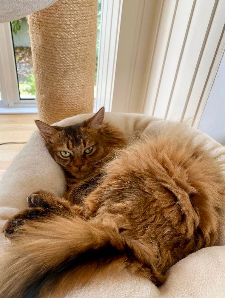Carol the brown fluffy green eyed cat curled in her cat bed