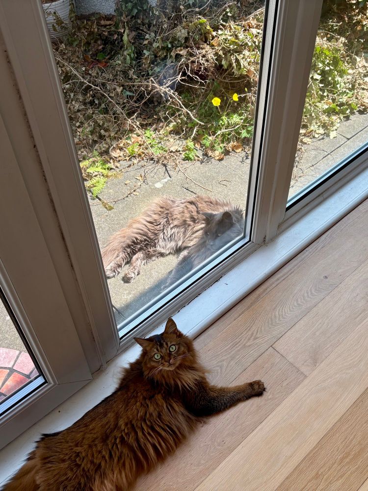 Carol the brown fluffy green eyed cat lounging at the window, her gray Maine Coon boyfriend lounging on the other side, gazing at her longingly