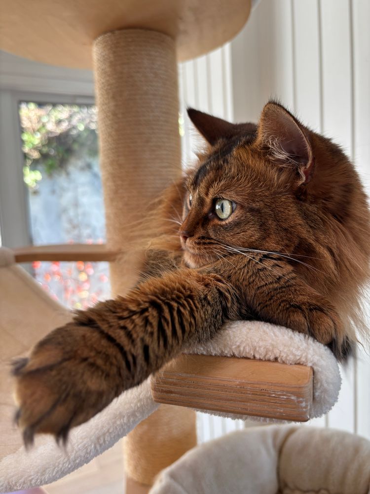 Brown fluffy green eyed cat lounging, paw outstretched 