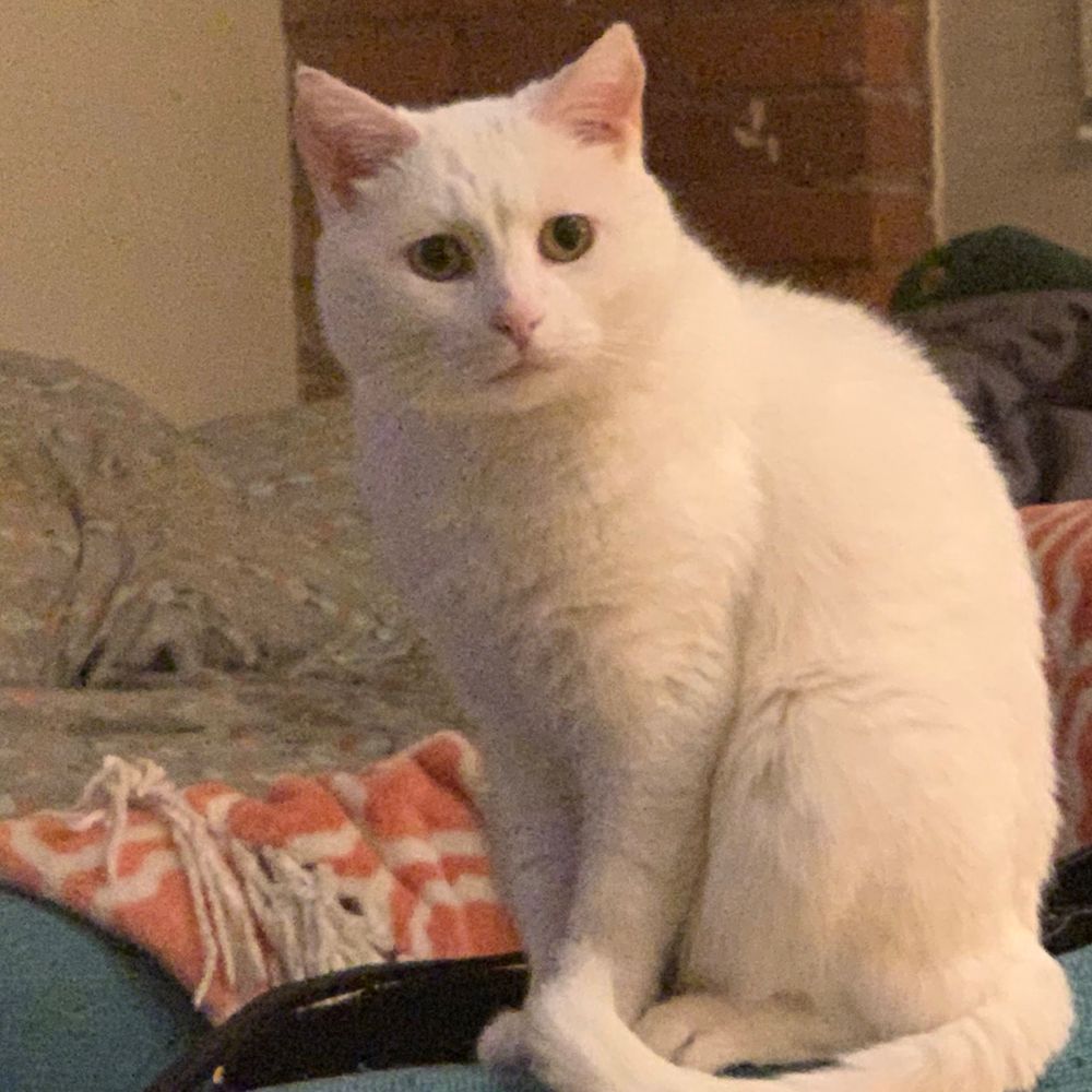 A little white cat looking concerned on a chair, again