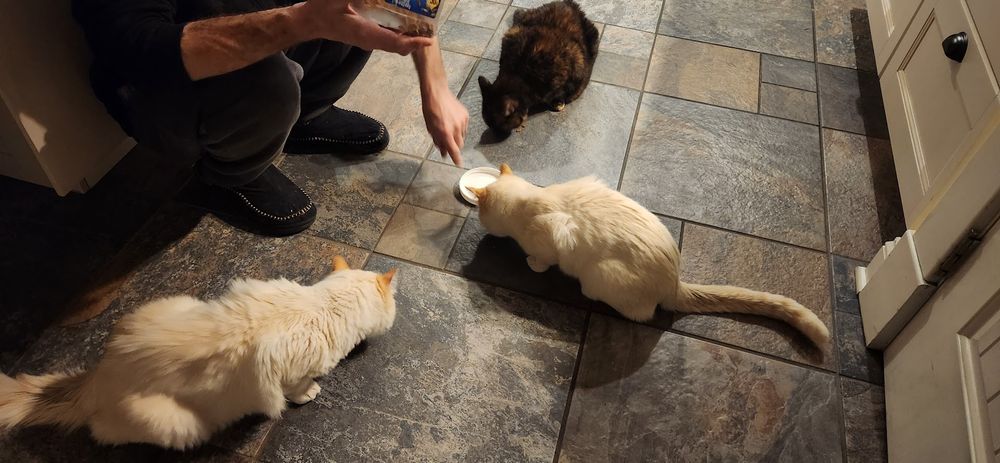 three cats sharing treats
