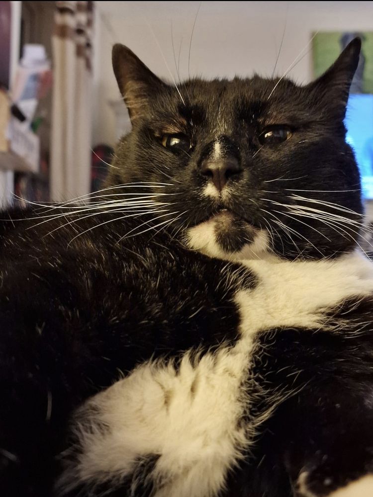 A chunky black and white cat looks at the camera in dismay as it is too close to his face. He has lots of long white whiskers, big kind eyes and pointy ears facing outward.