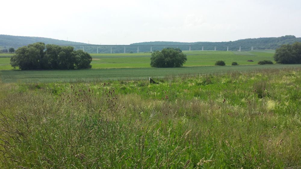 Würzburg grassland
