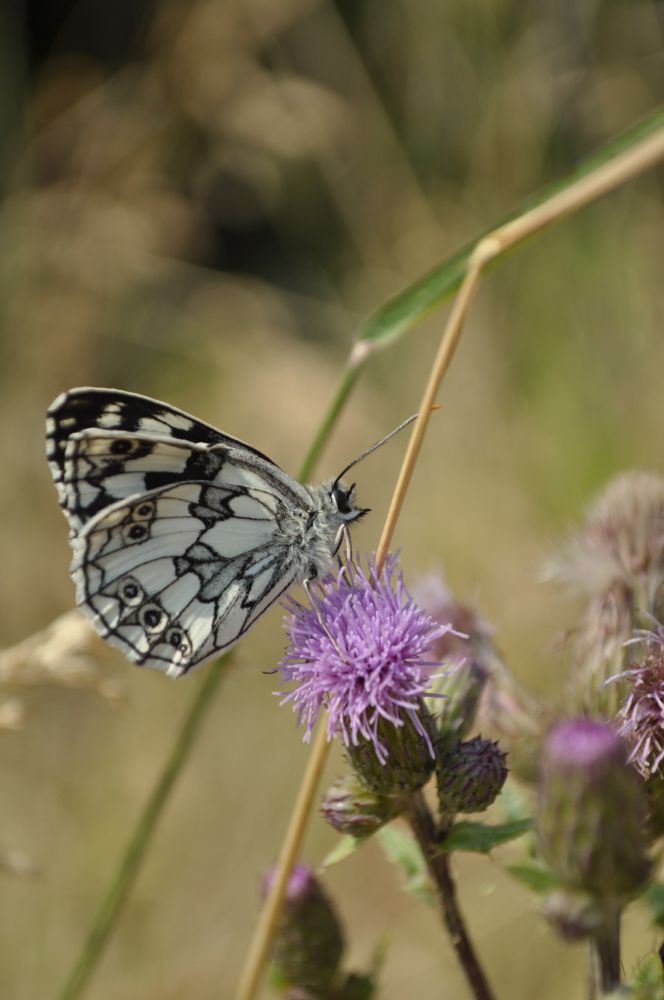 This butterfly can be easily recognized even by laypeople thanks to its unique wing pattern: the white marble butterfly Melanargia galathea is commonly observed in flower-rich, nutrient-poor meadows, such as those found in the Lower Franconia region. (Picture: Stefanie Timm / DLG)