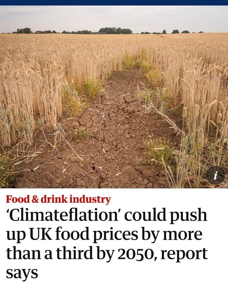 Guardian article screenshot. Photo of a dry, cracked path runs through a golden wheat field under a cloudy sky, illustrating drought caused by climate change. Headline below reads: “Food & drink industry – ‘Climateflation’ could push up UK food prices by more than a third by 2050, report says.”

