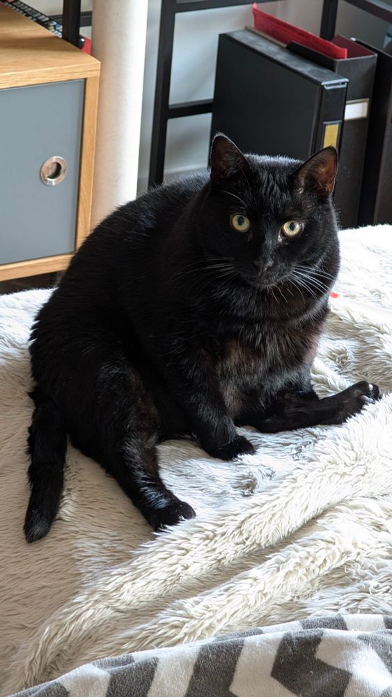 Beefcake the chunky black cat sits all weird like on a white blanket
