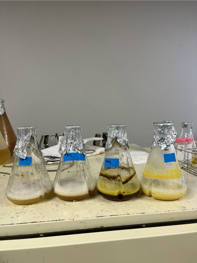 Shake-flasks, used for growing bacteria, are lined up in a row. The colors of the bacterial cultures are light brown, dark brown, and yellow.