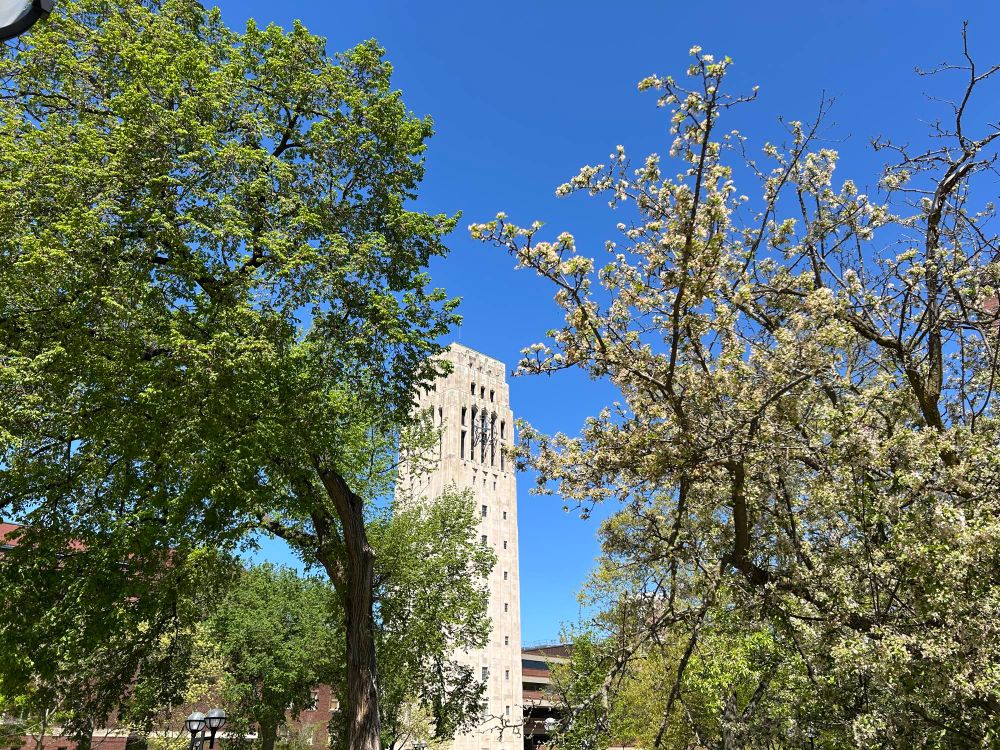 View of the bell tower between green leaves