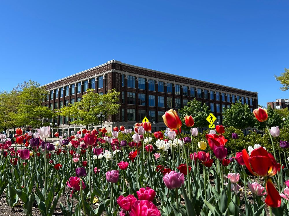 School of Kinesiology building peaking over a row of tulips