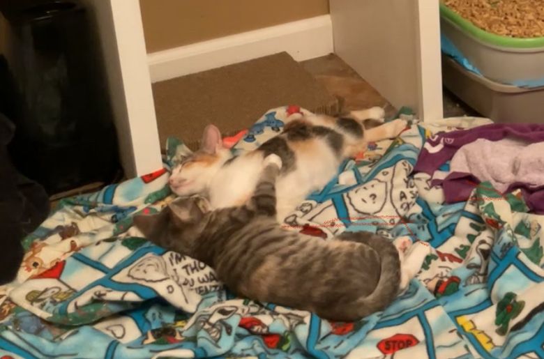 Two kittens, a gray/white/cream dilute tabby and a calico tabby, sleep while hugging o. A snoopy blanket.