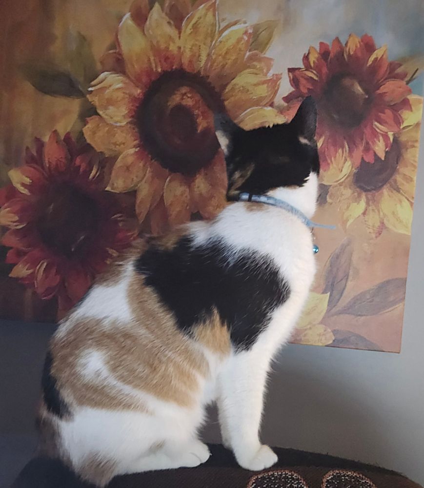This photo features a calico cat with a mix of white, black, and orange fur sitting on a surface, possibly a piece of furniture. The cat is wearing a light blue collar with a small bell. It is facing away from the camera, looking at a painting or print of large sunflowers on the wall. The composition creates a humorous or artistic illusion, as the cat appears to be closely observing or even blending into the sunflower artwork. The lighting is soft, giving the scene a warm and cozy atmosphere.