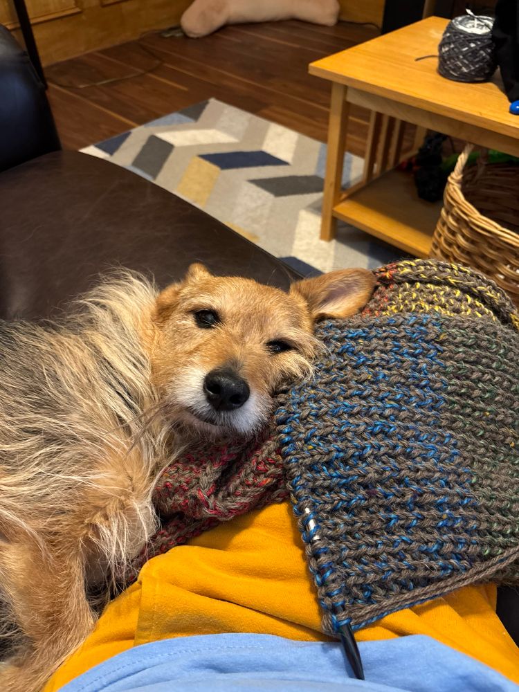 A scruffy dog laying blissfully next to someone’s leg. There is a partially knit scarf draped across the leg.