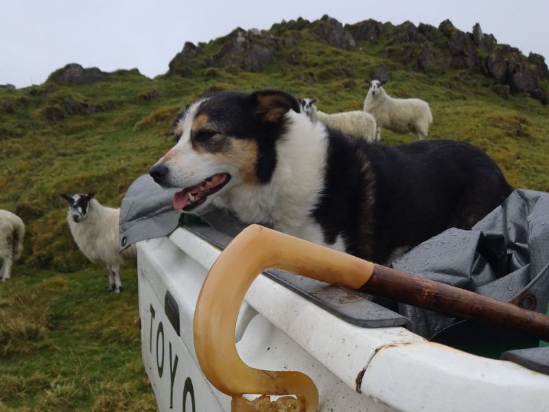 Collie sits in the back of a Toyota pickup looking at grazing sheep