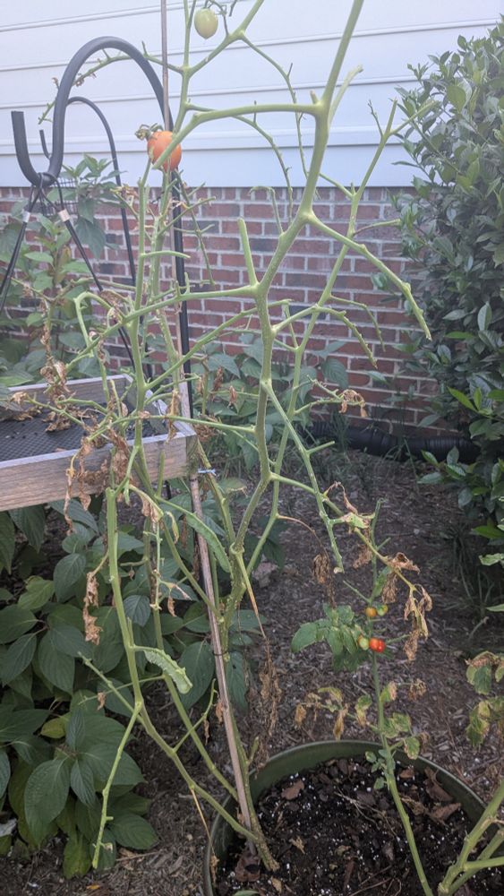 Tomato plant with no leaves