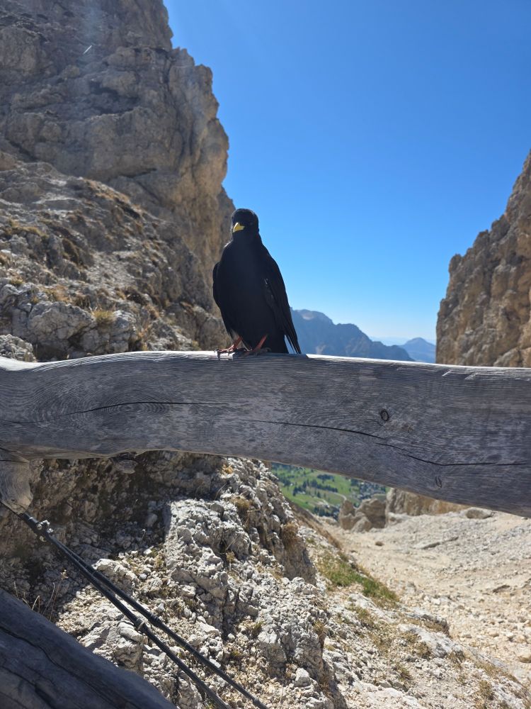 Eine Alpendohle im Großformat auf einer Bank. Im Hintergrund Berge. 