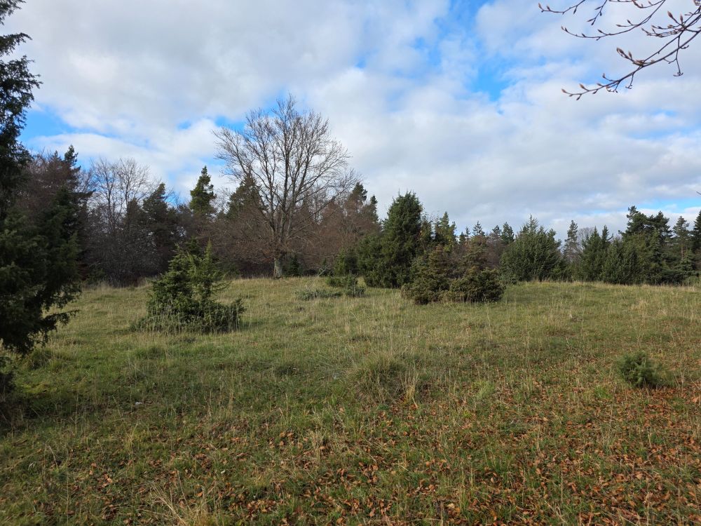 Eine Wacholderheide. Der Himmel ist locker bewölkt. 