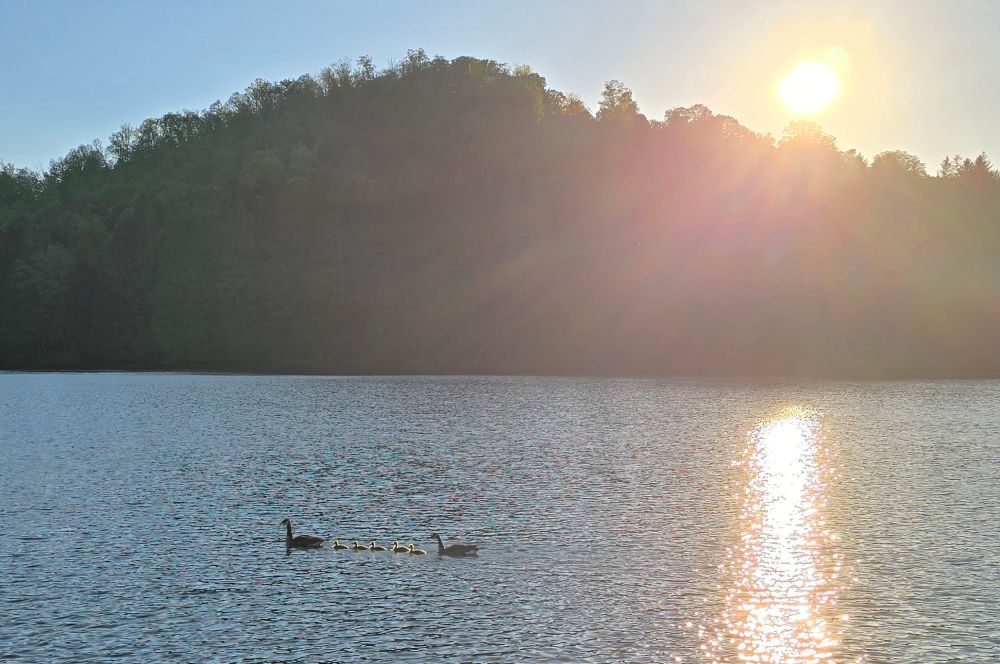 A lake with a family of geese, gosling sandwiched between between mother and father, on a lake at sunset. A single hill rises in the background. 