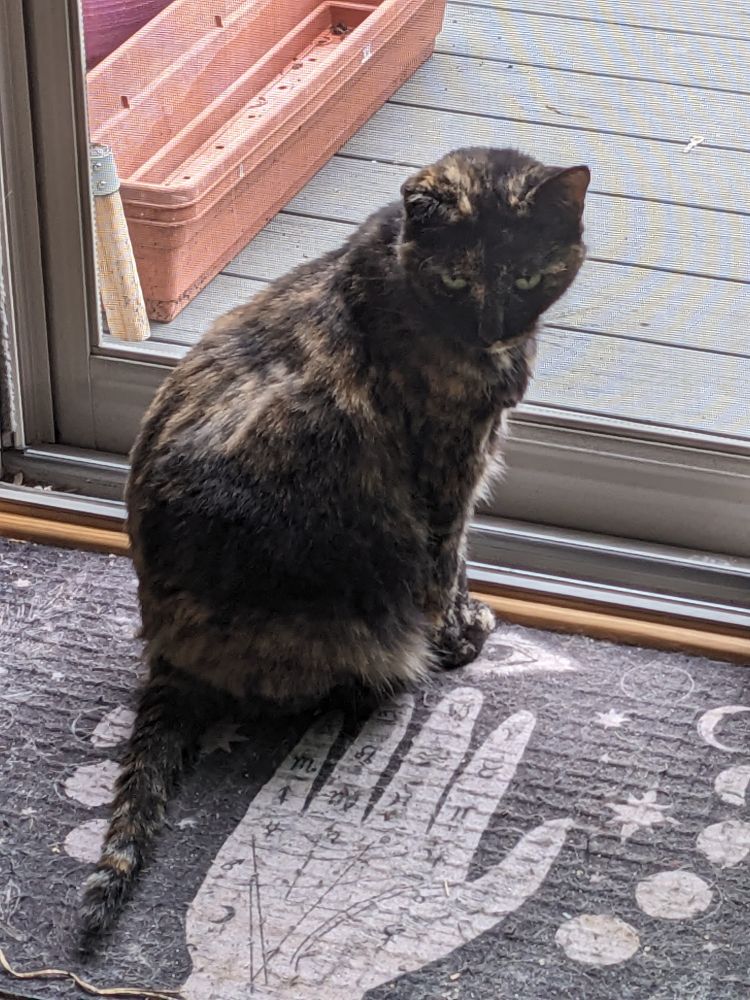 Tortoiseshell cat sitting on a mat in a doorway 