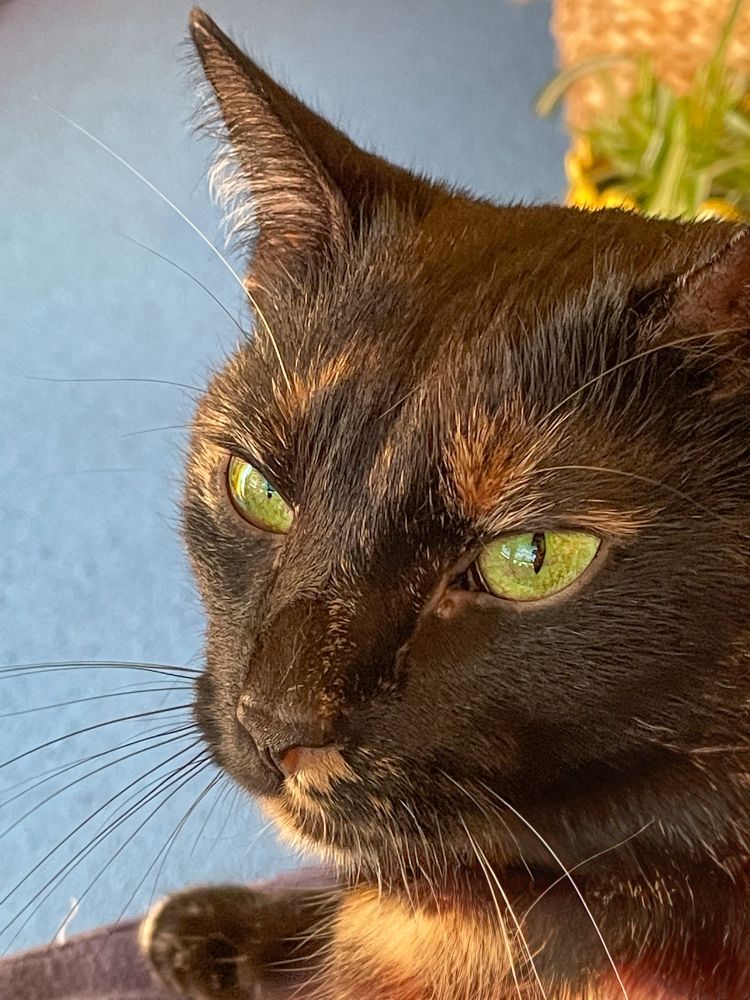 The portrait shows a close-up of a cat with striking, vivid emerald green eyes as the focal point. The cat’s coat is predominantly black with subtle patches of orange and tan—typical of a tortoiseshell pattern. The fur is glossy, with light highlighting the color variations, especially around the cheeks, whisker pads, and chest. The background is softly blurred in shades of blue and gold, which helps accentuate the cat’s expressive face and intense gaze.