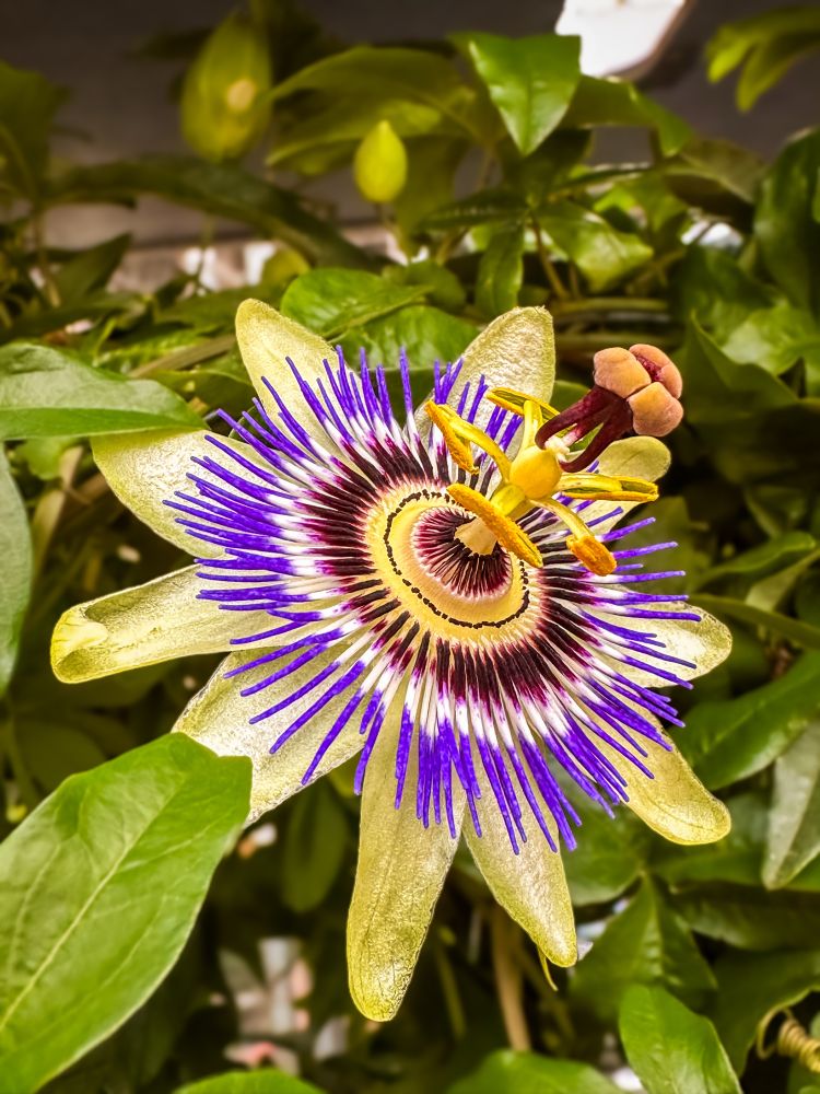 The passion flower blossom has a highly intricate, three-layered structure. The outer layer consists of petal-like sepals forming a star shape. The middle layer is made up of colorful filament-like structures called the corona, which radiate outward dramatically. At the center is the reproductive layer, featuring prominent anthers and stigmas elevated on a central column. This unique architecture makes the passion flower visually striking and functionally sophisticated.