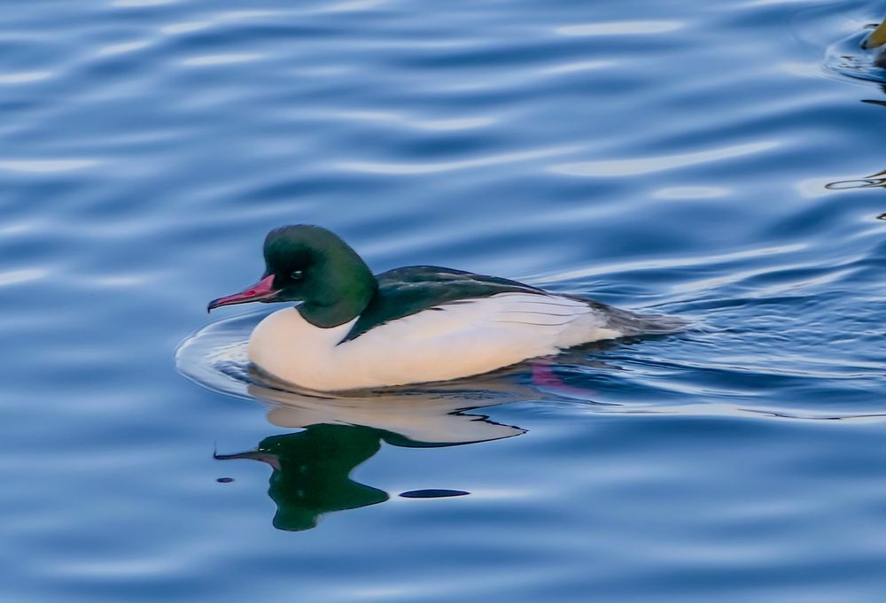 This male Common Merganser floats gracefully on a tranquil blue lake, its elegant form mirrored in the still water. The bird’s striking white body contrasts with its dark green, iridescent head and its slender, pointed red bill. Ripples fan gently outward as the merganser glides, emphasizing the serene atmosphere and creating a vivid, nearly perfect reflection beneath the bird.
This scene captures both the beauty of the Common Merganser’s breeding plumage and the calm of the open water. The image highlights the species’ characteristic features, sleek body, crisp white flanks, and sharply colored head, while drawing the eye to the peaceful surroundings and subtle interaction between bird and water.