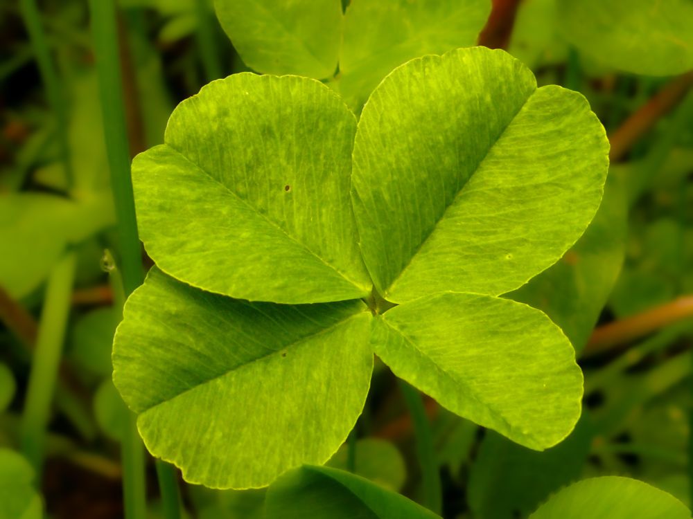 The image shows a close-up of a four-leaf clover. The clover’s leaves are bright green and well-defined, standing out against a soft-focus background of other green foliage. 
Four-leaf clovers are rare and often considered a lucky charm, symbolizing good fortune.