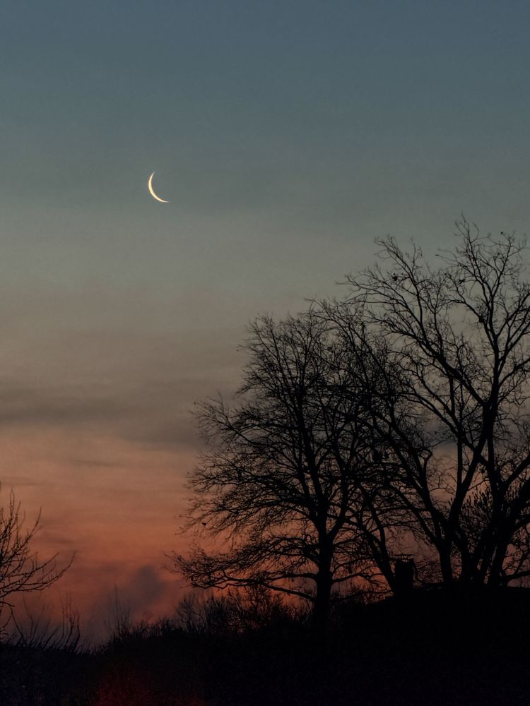 A delicate waning crescent moon hangs high above the horizon in a calm morning sky, captured in the cool tones of the blue hour when the sun still rests well below the horizon and soft blue light dominates the scene. Below, the silhouettes of leafless trees carve dark, intricate patterns against a gradient that shifts from deep teal to muted orange and rose, the last traces of night slowly giving way to dawn. The quiet contrast between the fragile lunar arc and the dense tangle of branches creates a tranquil, introspective atmosphere, evoking the stillness of early daybreak just before the world awakens.