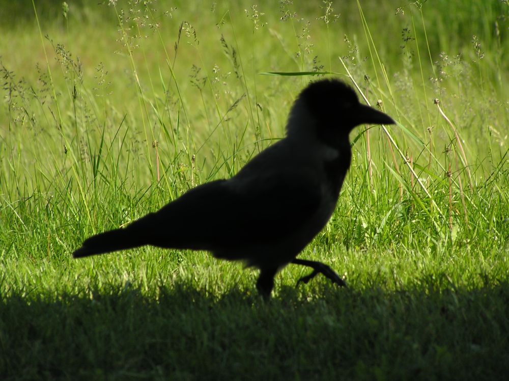 A lone crow strides through tall summer grass, its body soft and blurred into a dark, elegant silhouette. The focus has slipped from the bird to the bright meadow behind it, turning the crow into a shadowy shape that stands out dramatically against the glowing green. The missed sharpness creates a dreamy, almost cinematic mood, as if the crow were a fleeting figure caught just between light and shade.