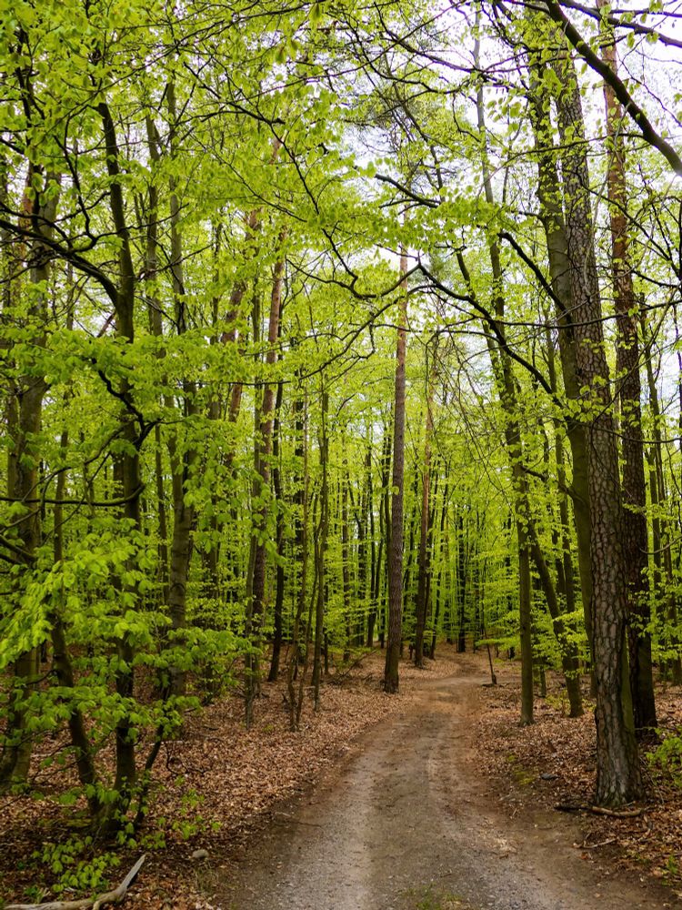 This picture shows a serene path winding through a dense beech forest. The tall, slender trunks of the beech trees reach upward, their smooth gray bark contrasting with the vibrant, fresh green of new spring leaves. The canopy overhead is lush and light-filled, with sunlight filtering through the young foliage and casting a gentle glow on the forest floor. The ground is covered in a mix of dry, brown leaves from previous seasons and a narrow dirt track leading the viewer’s eye deeper into the woods. The overall scene feels peaceful, fresh, and full of life—a typical view of European temperate woodland in springtime.