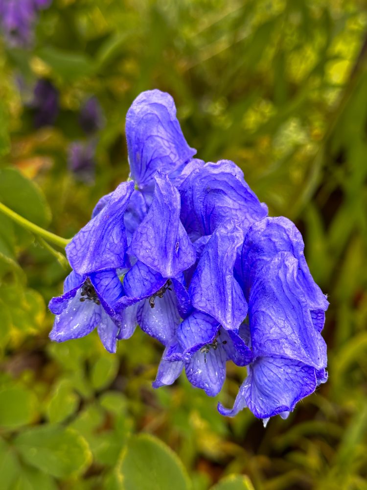 The plant in the photo is known as monkshood, aconite, or wolfsbane in English. Distinguished by its vivid blue-violet, hood-shaped flowers, monkshood is a member of the genus Aconitum. The distinctive helmet-like structure seen in the photo is a hallmark of this plant, making it easily recognizable in gardens and wild habitats. Monkshood typically grows upright with stems ranging from to and features deeply lobed, palmate leaves. Although prized for its dramatic blooms, all parts of the plant are highly toxic due to the presence of alkaloids like aconitine, requiring caution during handling or planting. Admired for its beauty but notorious for its dangerous toxicity, monkshood serves as a vivid reminder of nature’s contrasts: alluring to the eye but hazardous to touch or ingest.