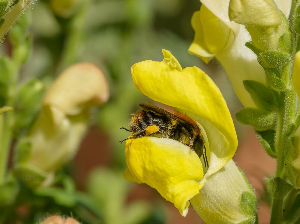 A bee is collecting pollen inside a yellow snapdragon flower. The bee’s body is partially hidden by the flower petals, and pollen is visible on its legs. The surrounding area has more yellow snapdragon flowers and green foliage.