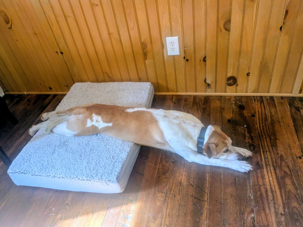 A red and white pitbull-type mix lays perpendicular to her dog bed, with her back half on her bed and her front half stretched out on the wood floor with her front legs straight out in a Superman position. 