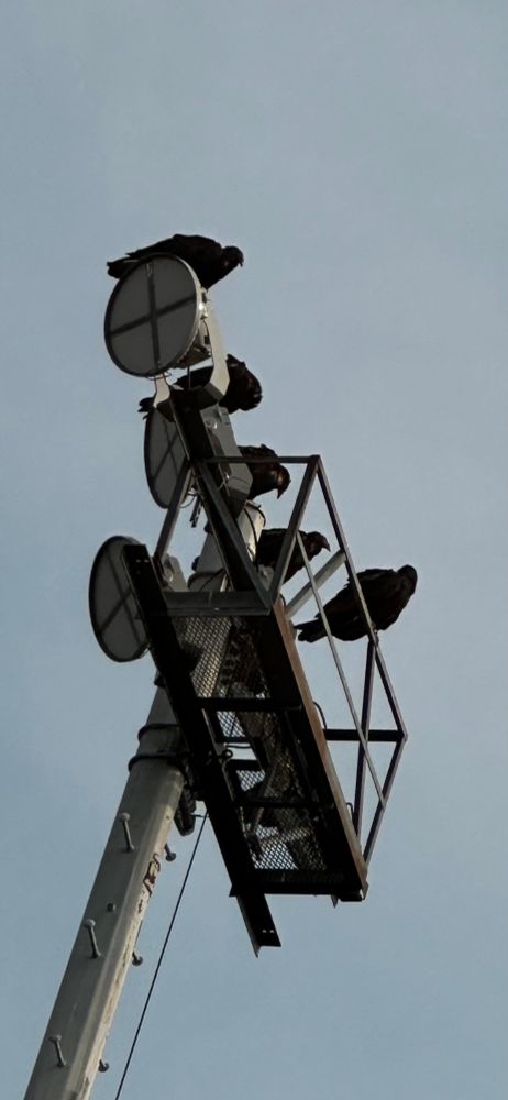 Five vultures sitting atop a high school field light. They’re hard to make out but you can just barely see the head shape of one looking very vulture shaped