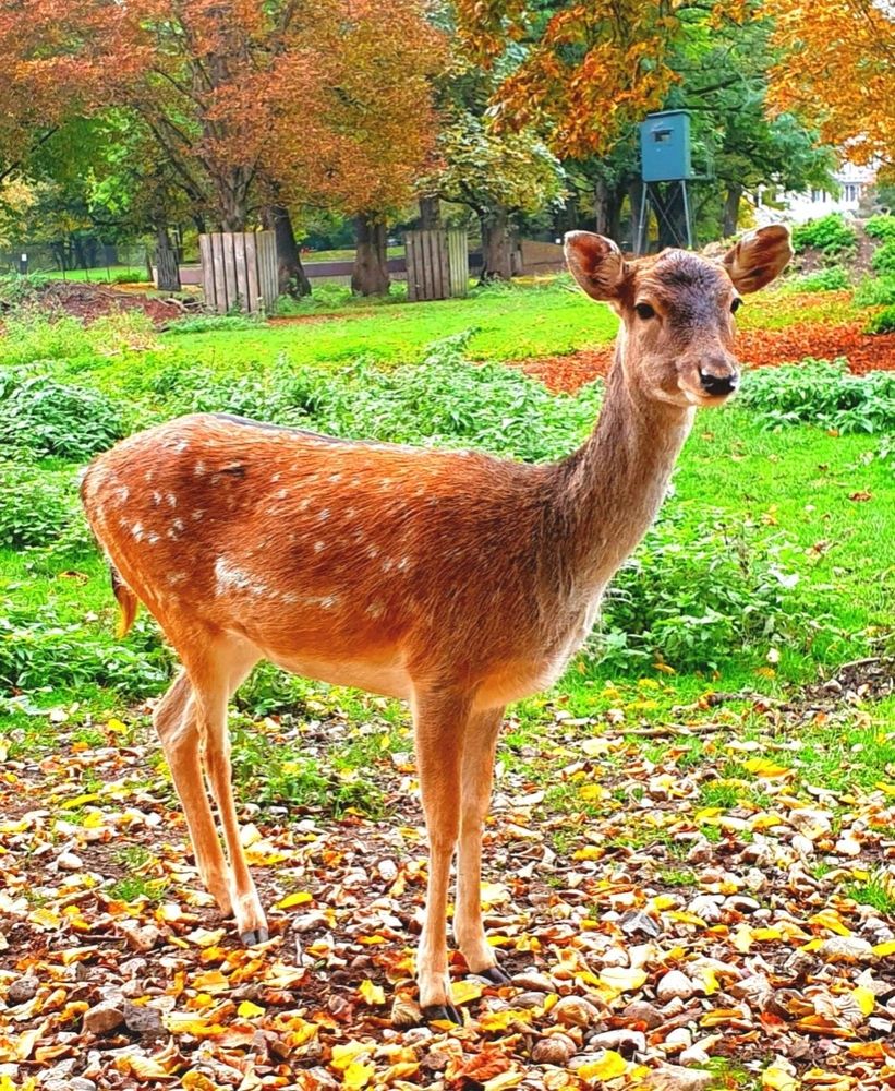Damhirsch, im Hintergrund ein Hochsitz, es sieht aus, als würde er ihn auf dem Kopf balancieren.