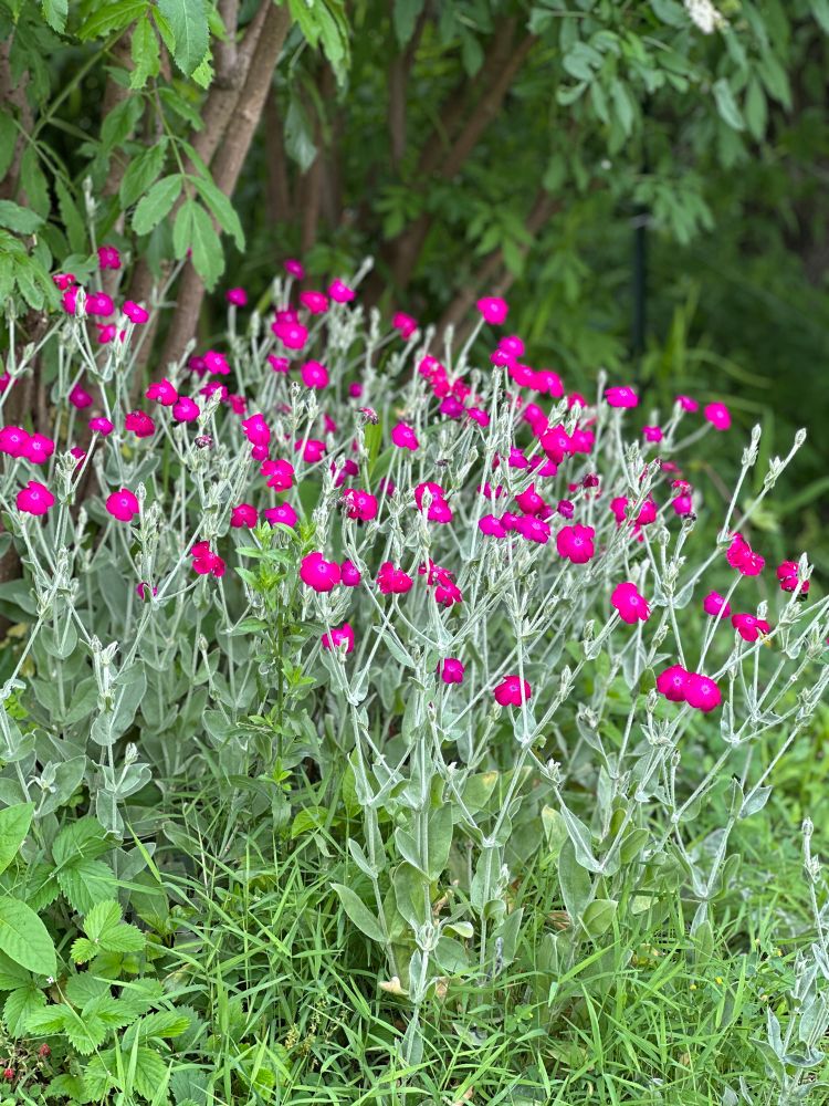 Rose Campion