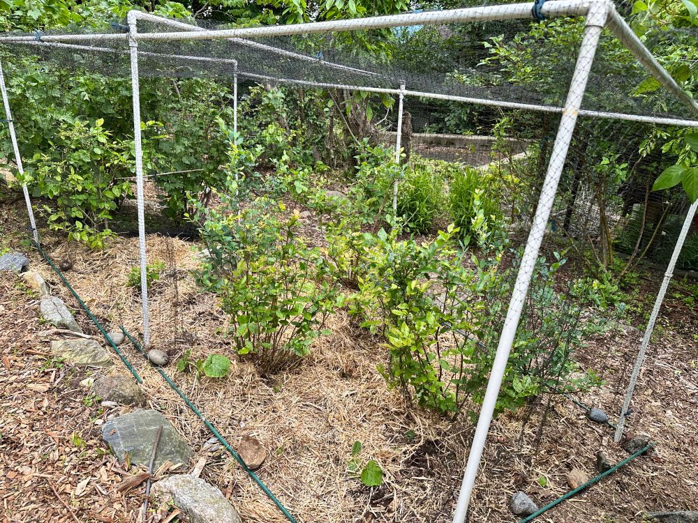 Netting around blueberries.  