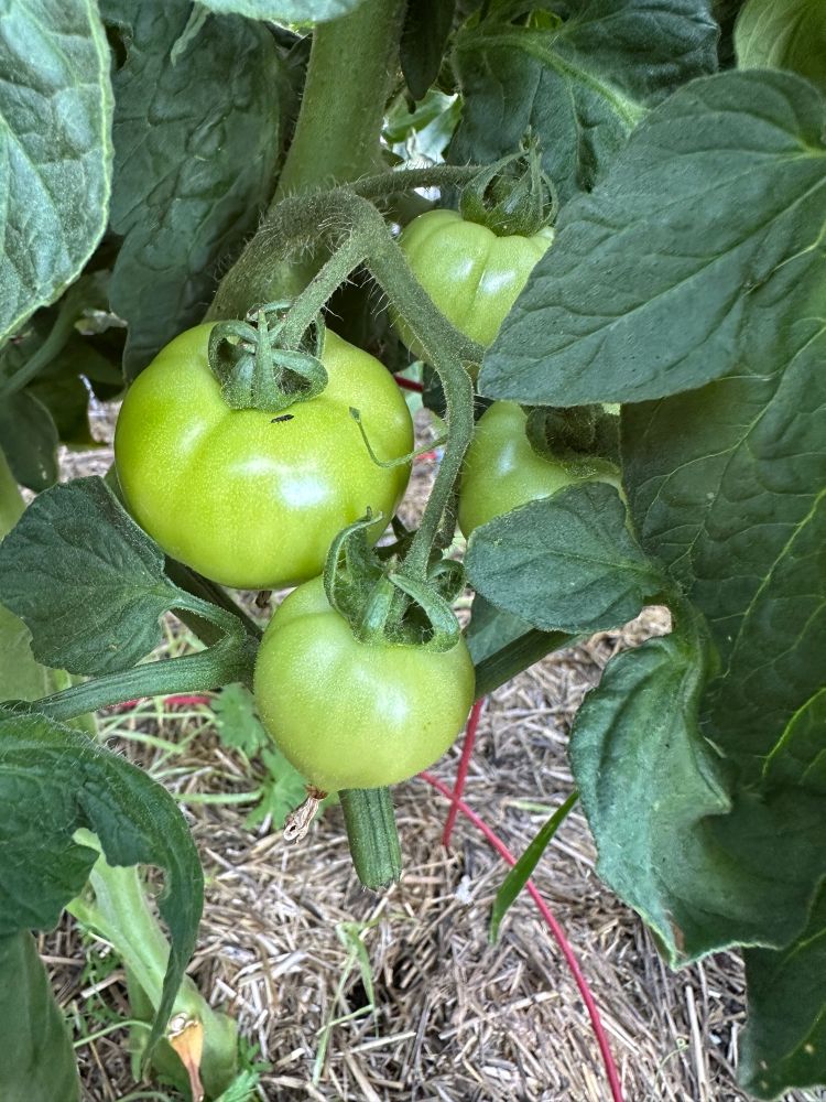 Green tomatoes growing on the plant