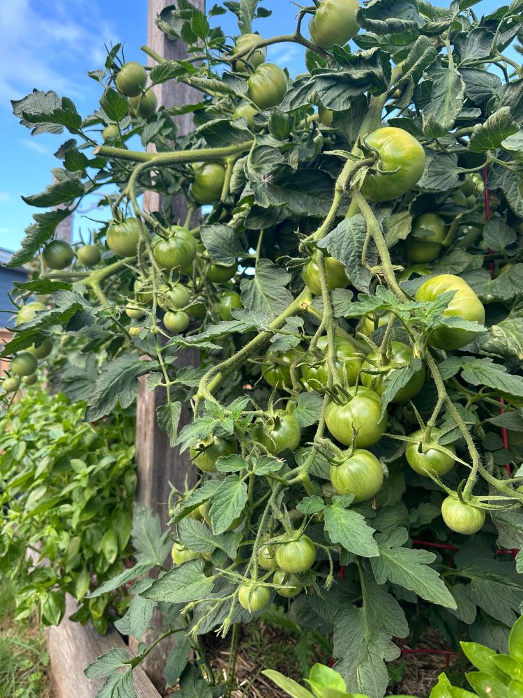Green tomatoes on the vine