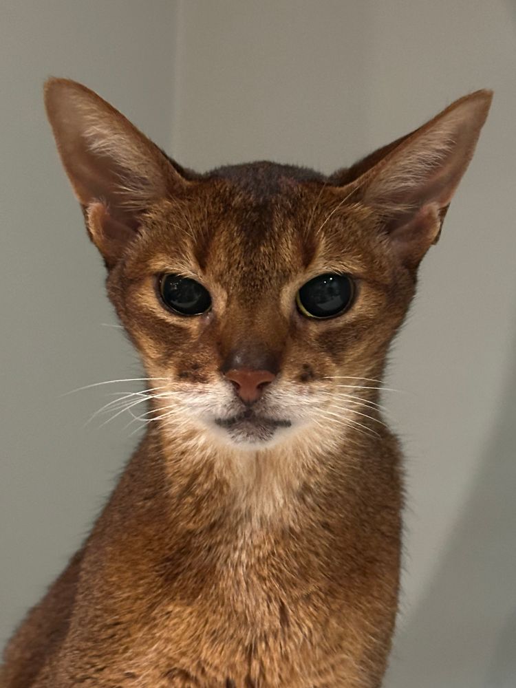 An Abyssinian cat with very large pupils. She’s high on pain killers. 