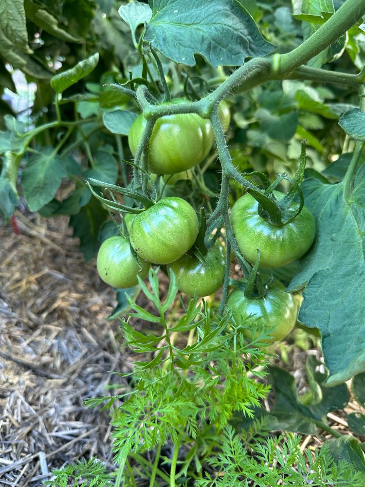 Green tomatoes on the vine