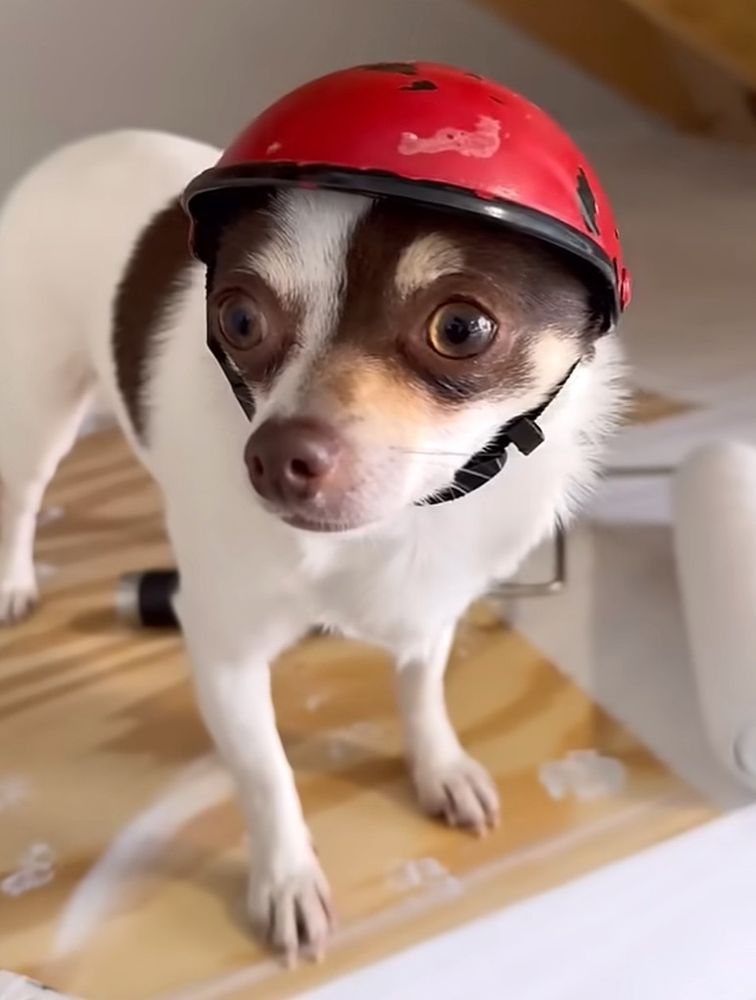Dog in a hard hat