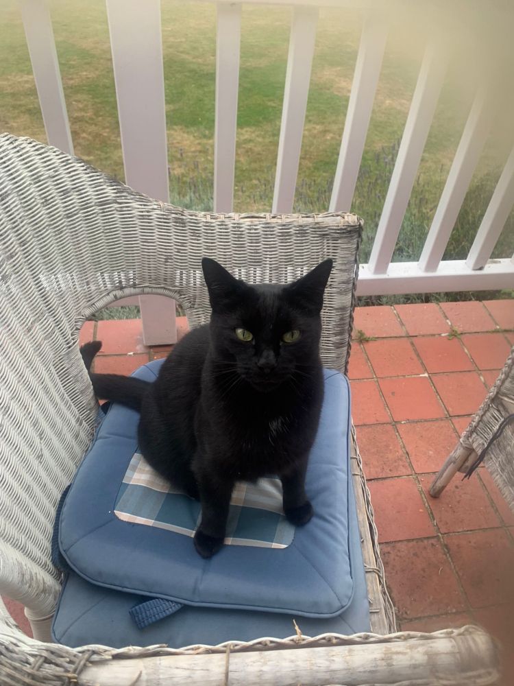 A black cat sitting on a white wicker garden chair with a blue cushion on a porch. 