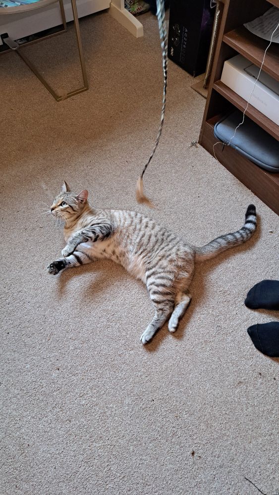 A pale brown cat with darker stripes.  He's lying on the ground and there is a cat toy dangling next to him.  He's only 9 months old but he's huge already. 