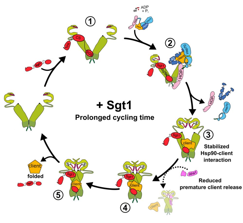 Schematic of Hsp90's conformational cycle and the effect of Sgt1 that stabilizes the client's complex and prevents Aha1 binding. 