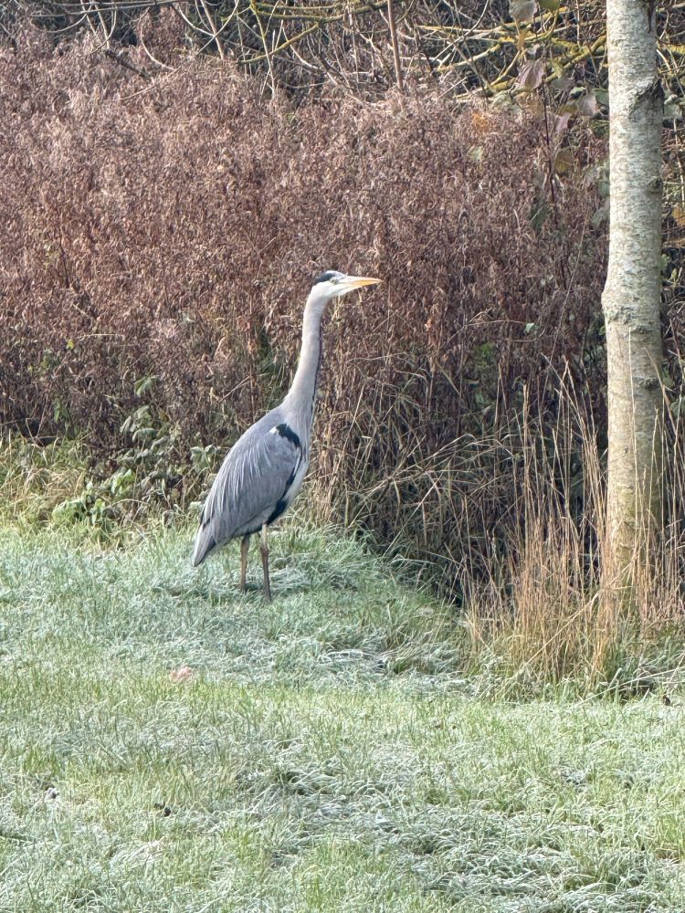A heron standing still on a grass bank. 