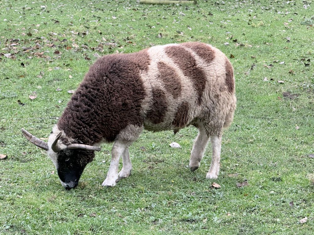 Braun/Weiß gefleckte Ziege auf einer Wiese