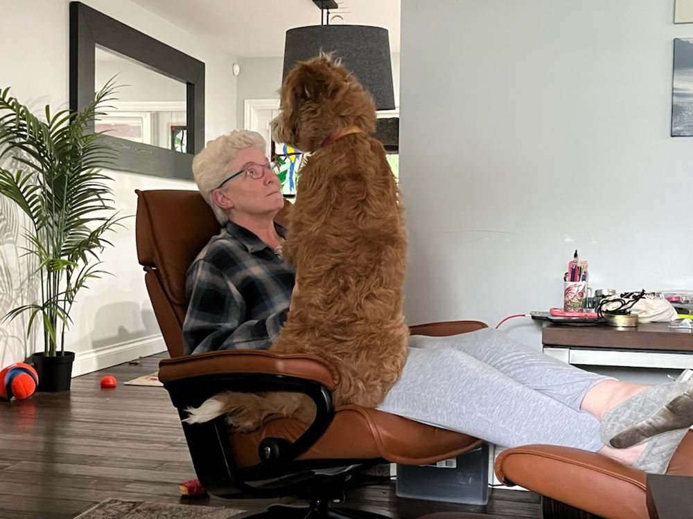 A woman with short grey hair and wearing a blue plaid shirt is sitting in a living room chair with her feet on an ottoman. In her lap, sitting VERY upright, is a large ginger and white Labradoodle named Tilly. Tilly weighs 75 pounds. 