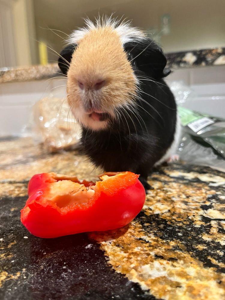 A brown, black, and white guinea pig devours a hunk of red bell pepper on a kitchen countertop