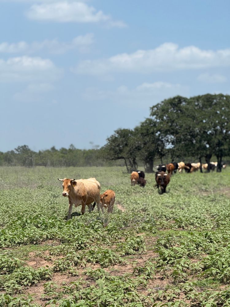 A portrait mode photo of a herd emerging from an oak stand in the middle of a pasture that creates a tilt shift effect that blurs the line of cows in the back, and makes the momma cow in the middle of the frame appear tiny.
