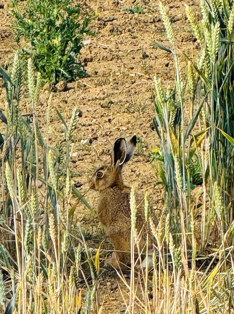 A hare in the wheat fields very early this morning 🐇
